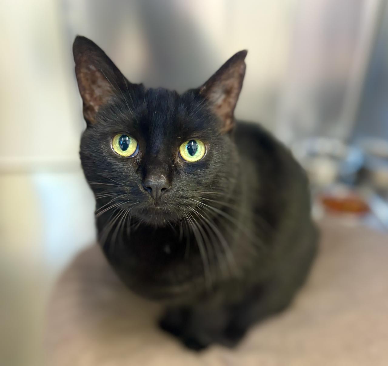 Enlarge Winnie 4344, an adoptable Domestic Short Hair in St Stephen, NB image 1/2
