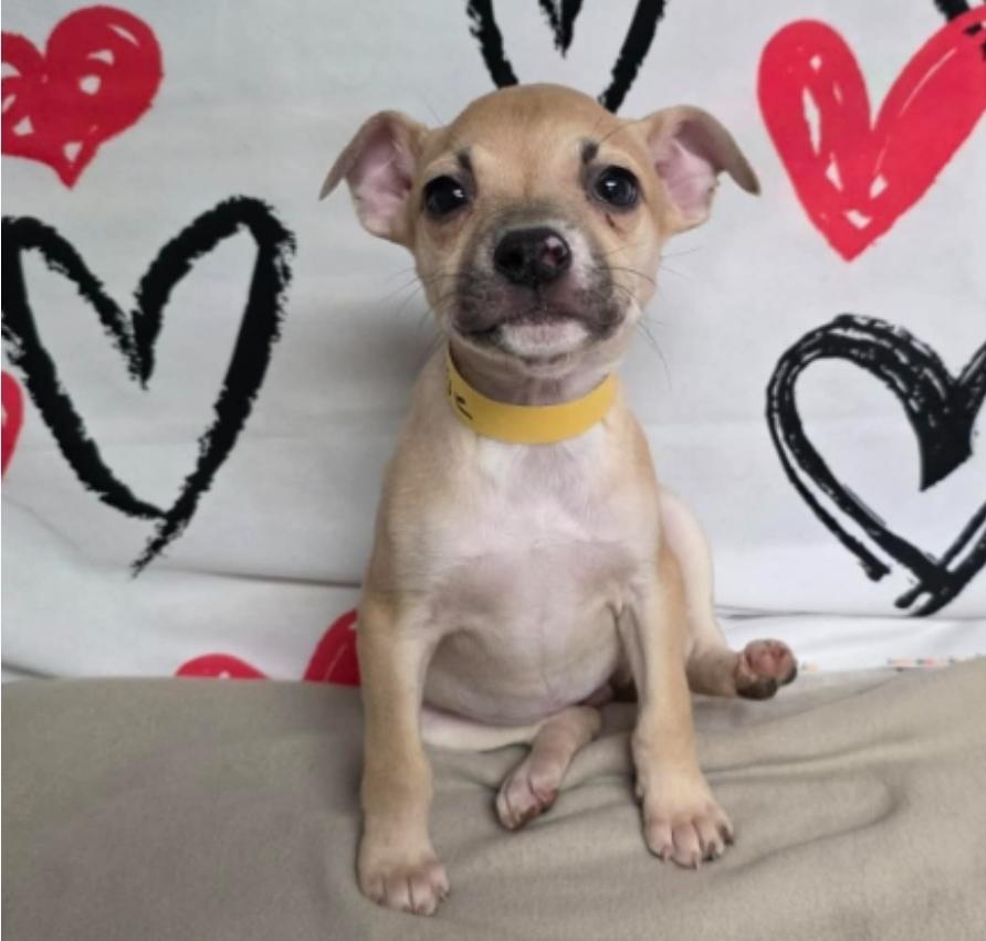 Maisie, Adoptable, Puppy Female Chihuahua.
