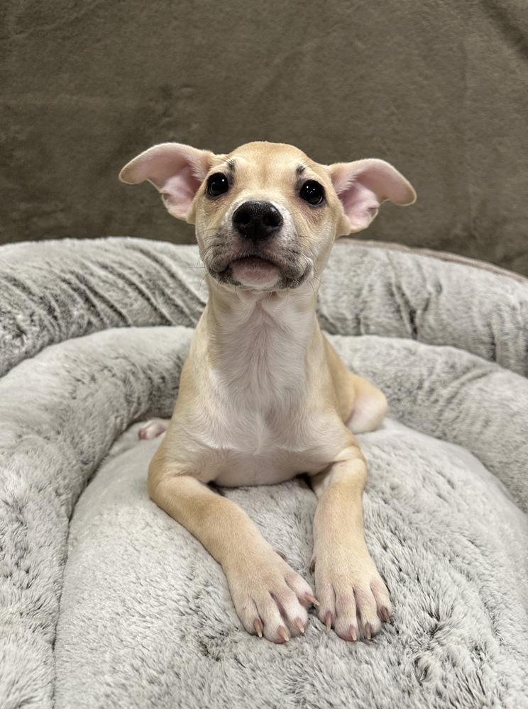 Enlarge Maisie, a Adoptable mixed breed in Sedalia, CO image 3/4