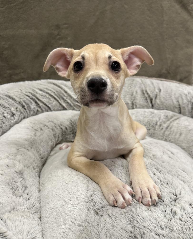 Enlarge Maisie, a Adoptable mixed breed in Sedalia, CO image 4/4