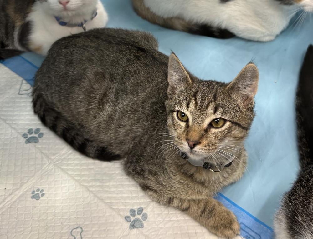 Enlarge Louie, a Adoptable Domestic Short Hair in Henrico, VA image 1/4