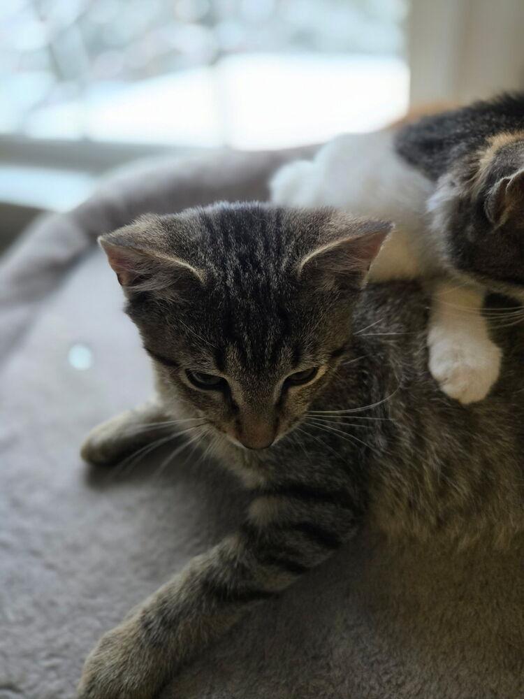 Enlarge Louie, a Adoptable Domestic Short Hair in Henrico, VA image 3/4