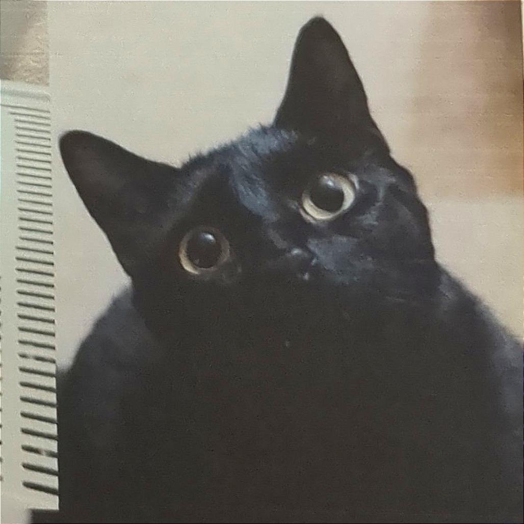 Kacang, Adoptable, Adult Male Domestic Short Hair.