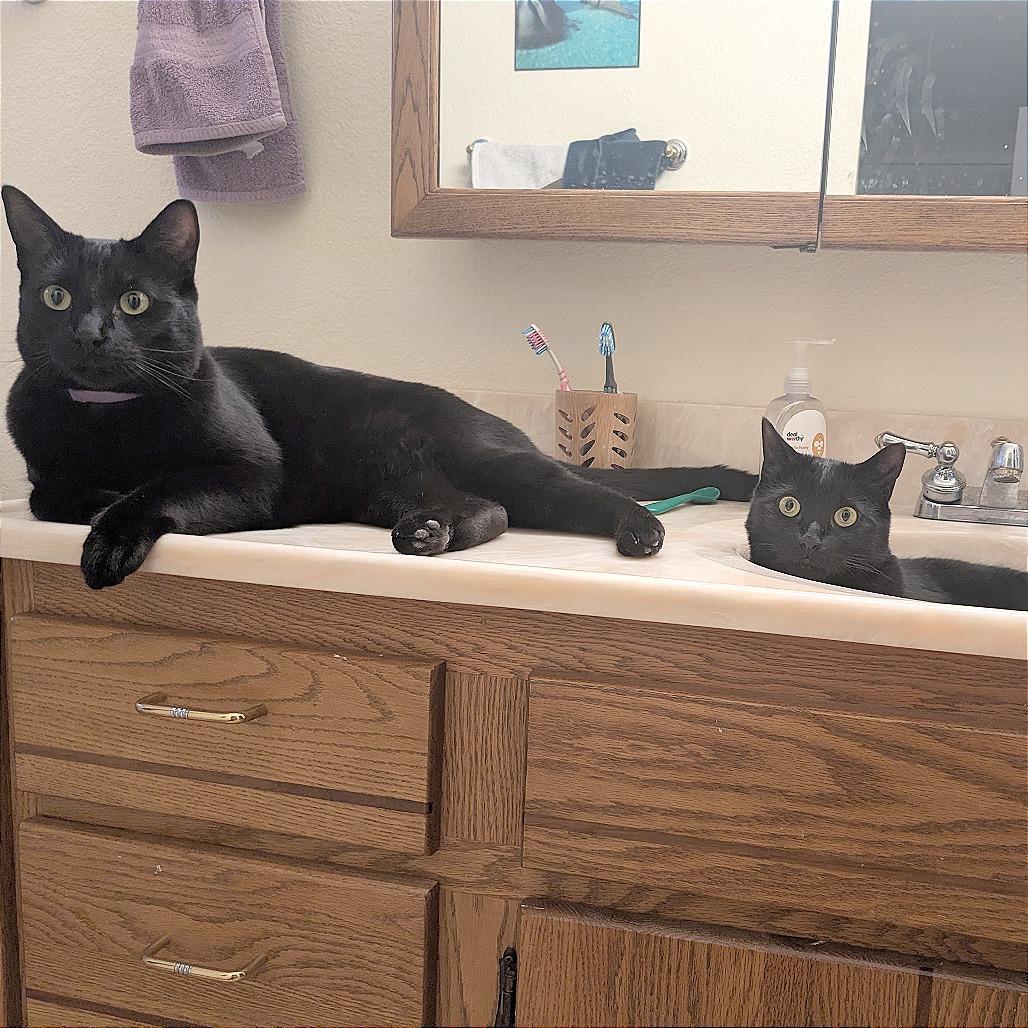 Kacang, Adoptable, Adult Male Domestic Short Hair.