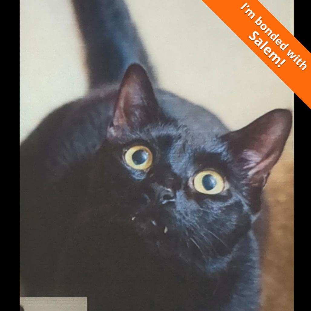 Enlarge Kacang, a Adoptable Domestic Short Hair in Pleasant Hill, CA image 2/6