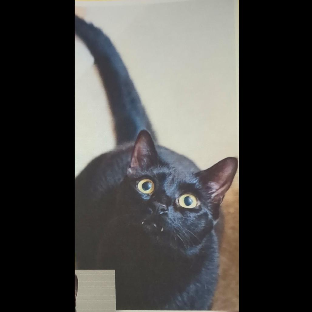 Enlarge Kacang, a Adoptable Domestic Short Hair in Pleasant Hill, CA image 3/6