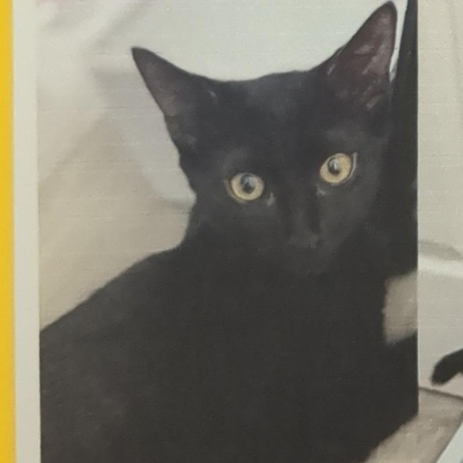 Enlarge Kacang, a Adoptable Domestic Short Hair in Pleasant Hill, CA image 4/6