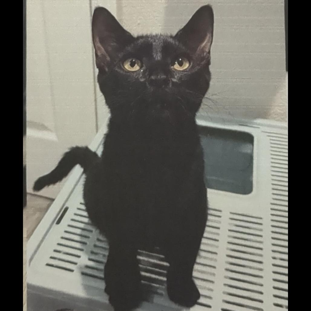 Enlarge Kacang, a Adoptable Domestic Short Hair in Pleasant Hill, CA image 5/6