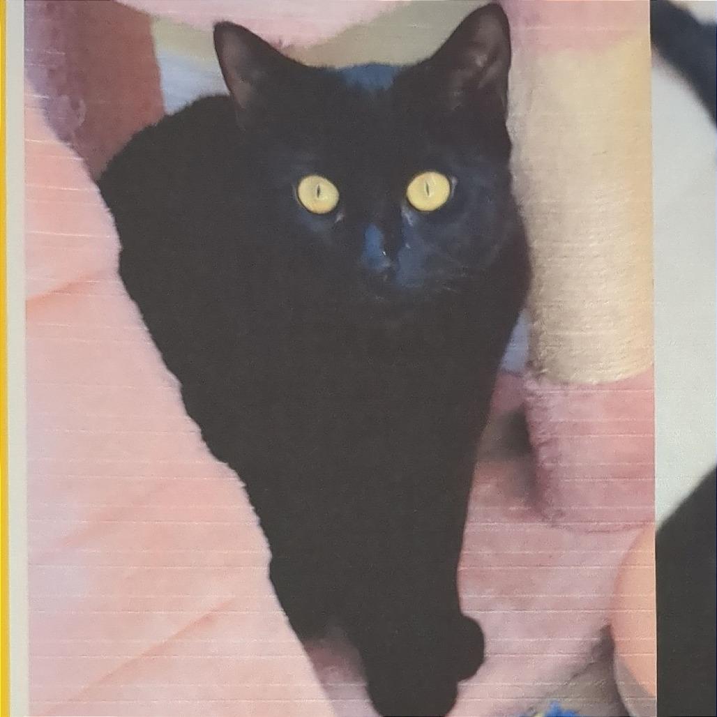 Enlarge Kacang, a Adoptable Domestic Short Hair in Pleasant Hill, CA image 6/6