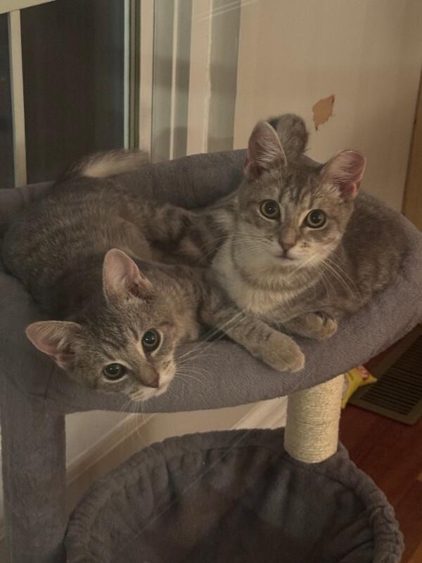 Enlarge Mitzi, a Adoptable Domestic Short Hair in Colmar, PA image 2/6