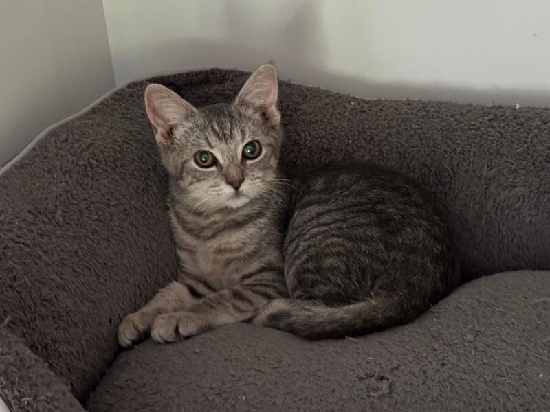 Enlarge Mitzi, a Adoptable Domestic Short Hair in Colmar, PA image 3/6