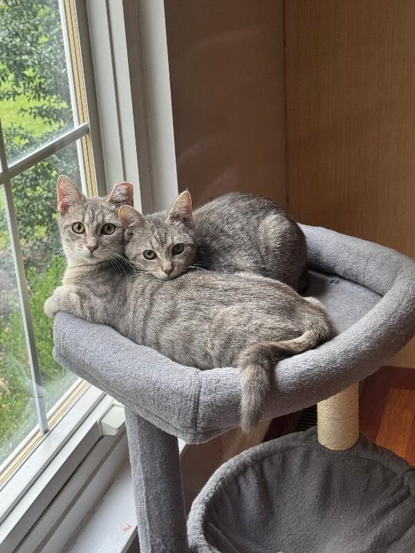 Enlarge Mitzi, a Adoptable Domestic Short Hair in Colmar, PA image 4/6
