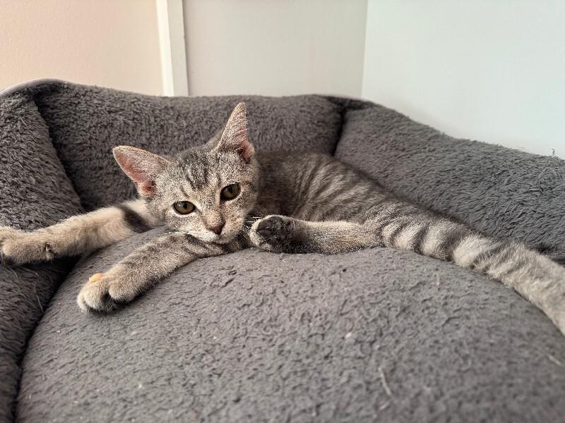 Enlarge Mitzi, a Adoptable Domestic Short Hair in Colmar, PA image 5/6