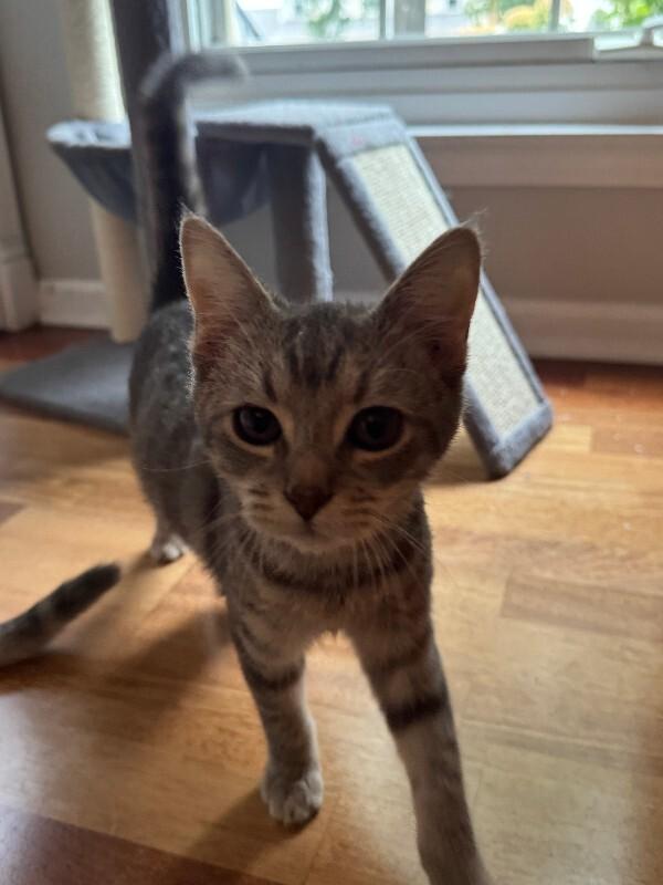 Enlarge Mitzi, a Adoptable Domestic Short Hair in Colmar, PA image 6/6