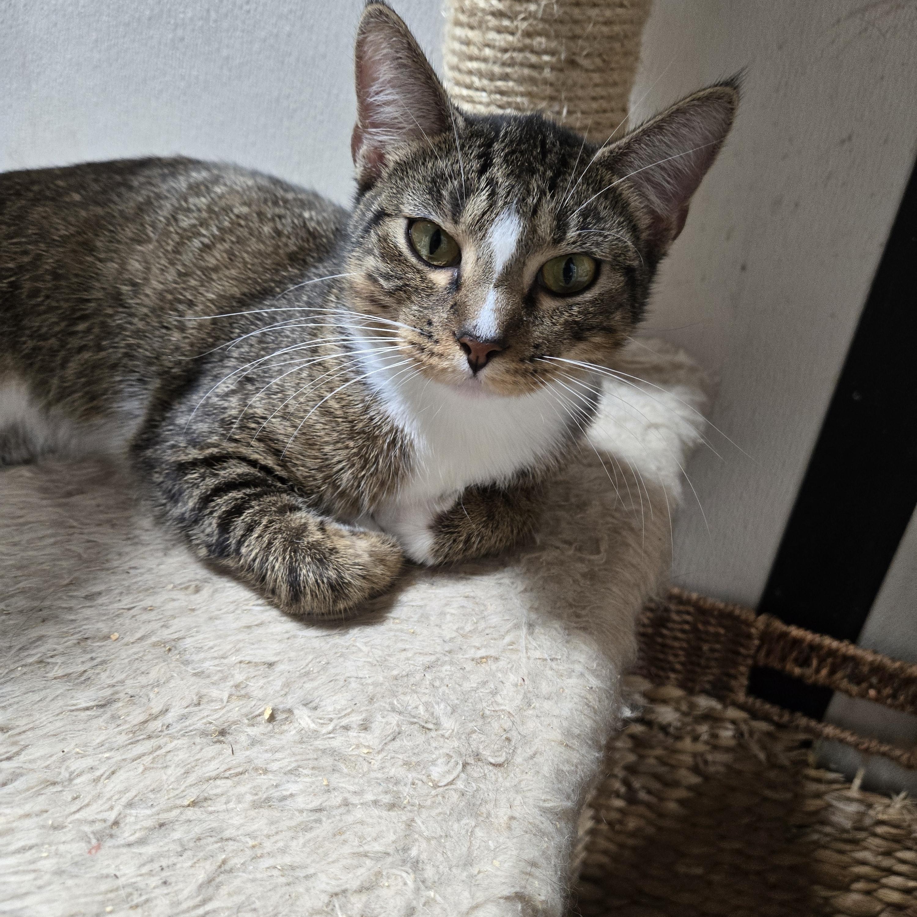 Taffy, ADOPTABLE, Young Female Domestic Short Hair.