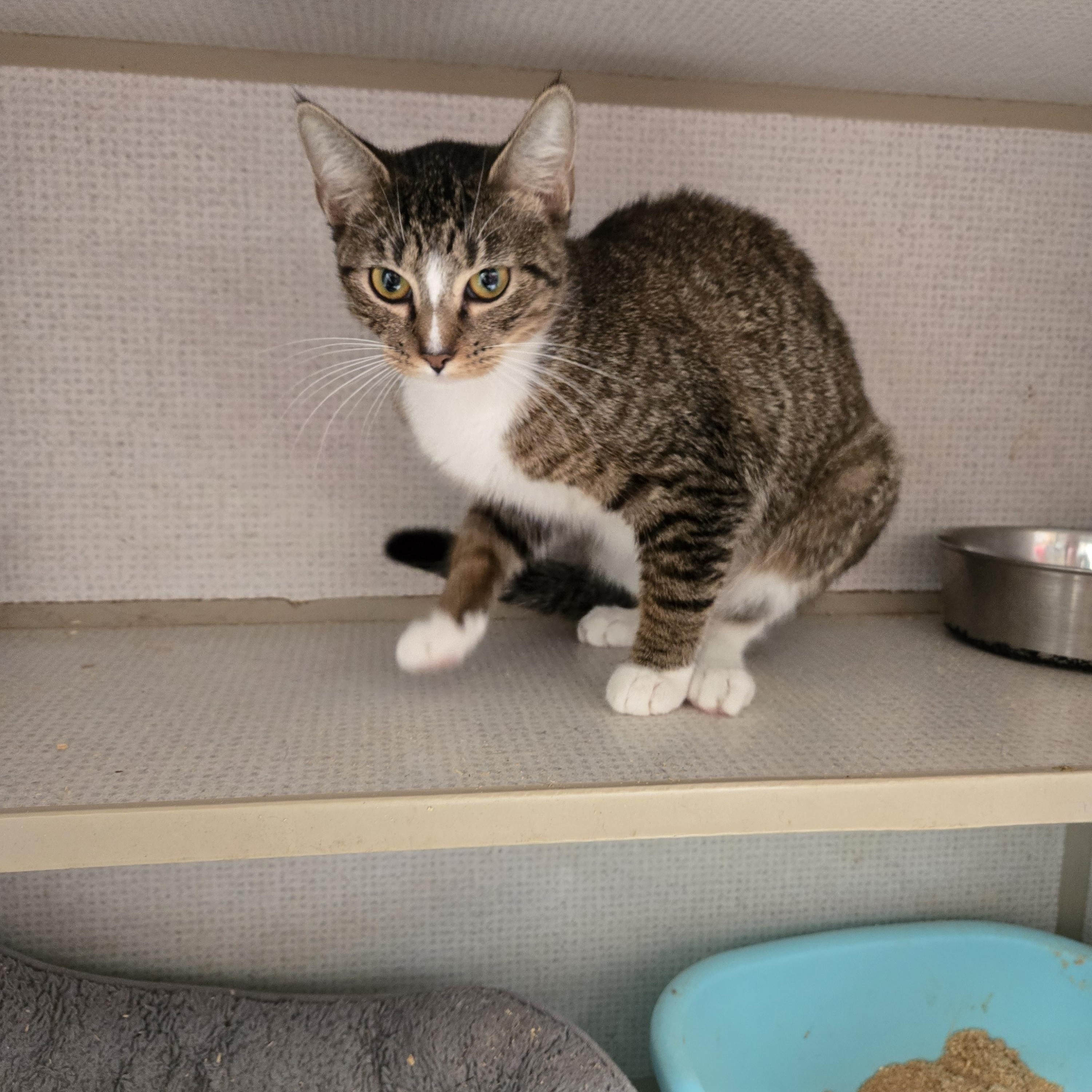 Enlarge Taffy, a ADOPTABLE Domestic Short Hair in Graham, TX image 2/2