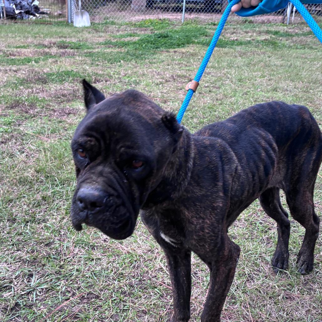 Blueberry Tart, Adoptable, Adult Female Cane Corso.