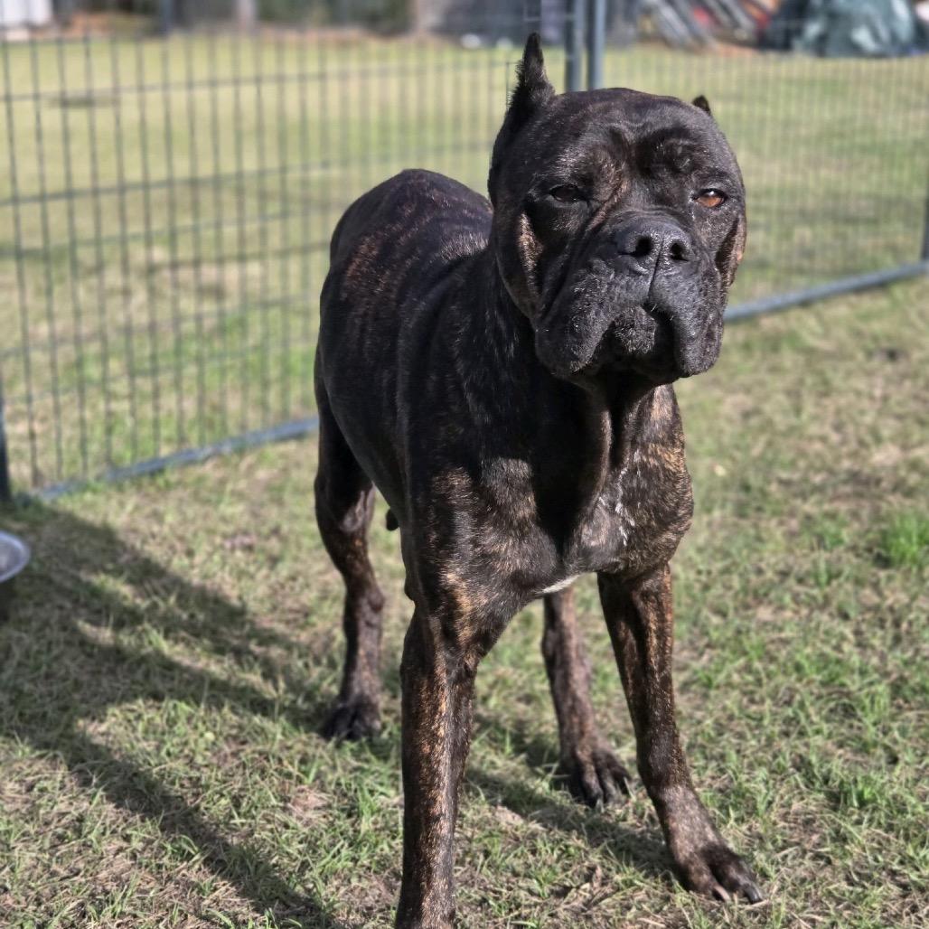 Enlarge Blueberry Tart, a Adoptable Cane Corso in Hattiesburg, MS image 2/3