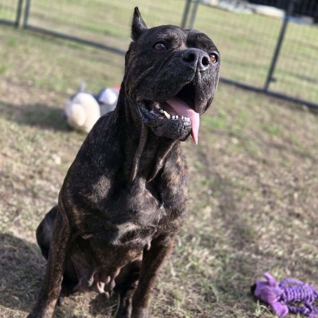 Enlarge Blueberry Tart, a Adoptable Cane Corso in Hattiesburg, MS image 3/3