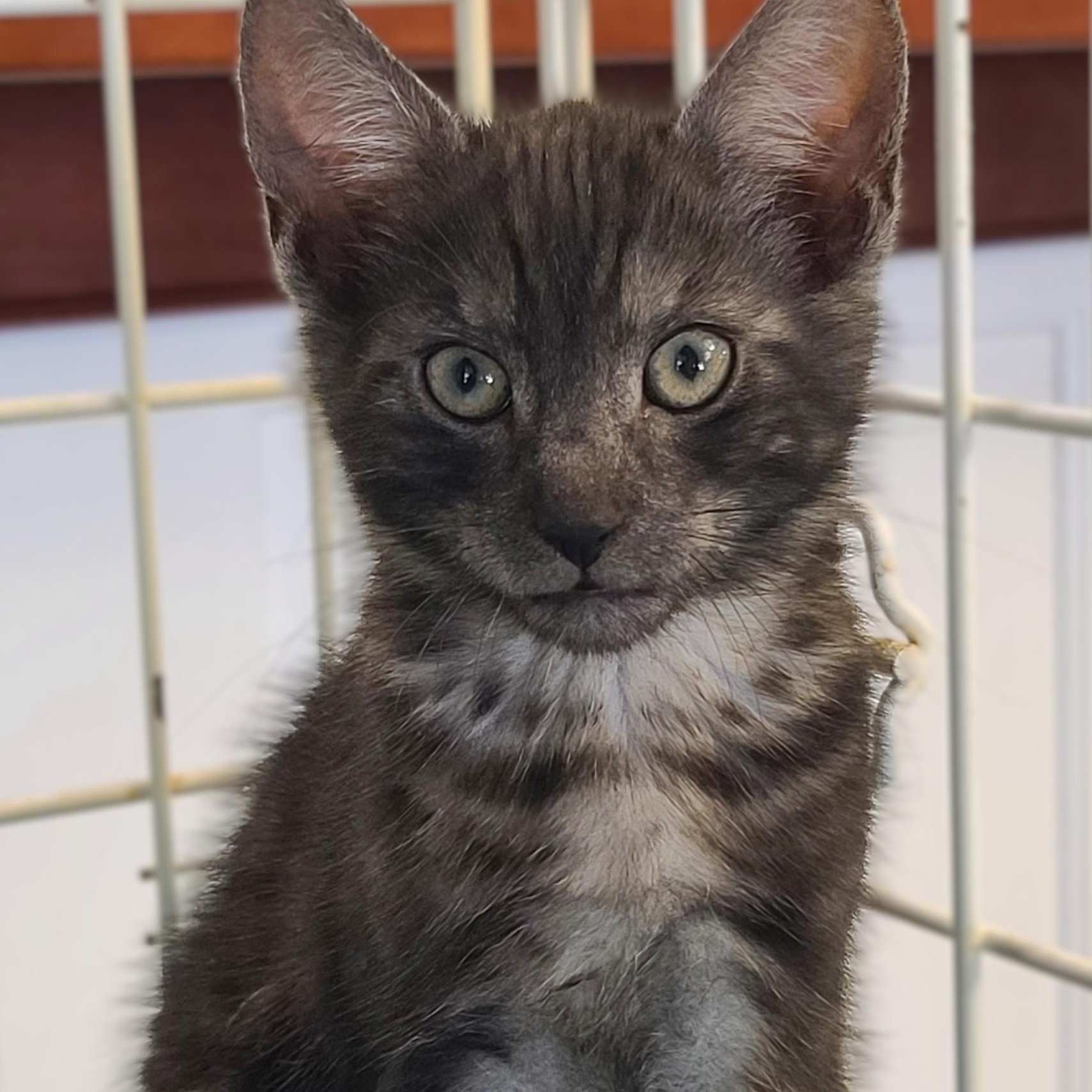Raphael, adopted, Kitten Male Domestic Short Hair & Tabby.