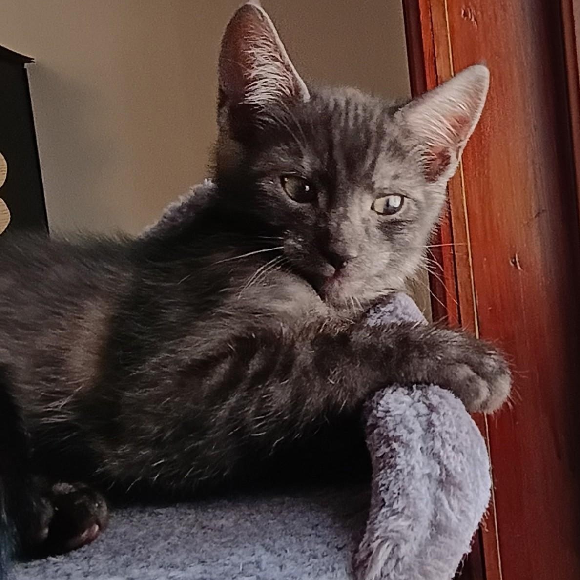 Enlarge Raphael, an adopted mixed breed in Germansville, PA image 2/2