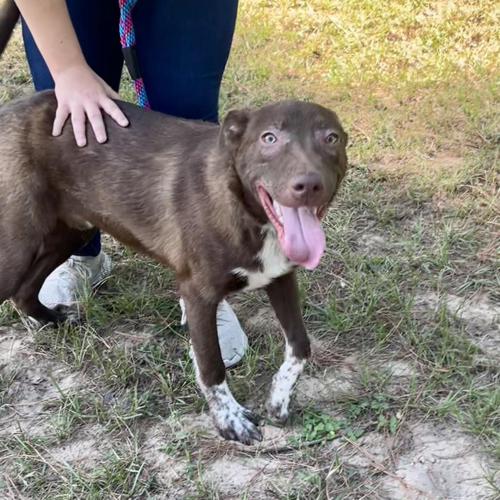 Orion, a Adoptable mixed breed in Palestine, TX image 1/2