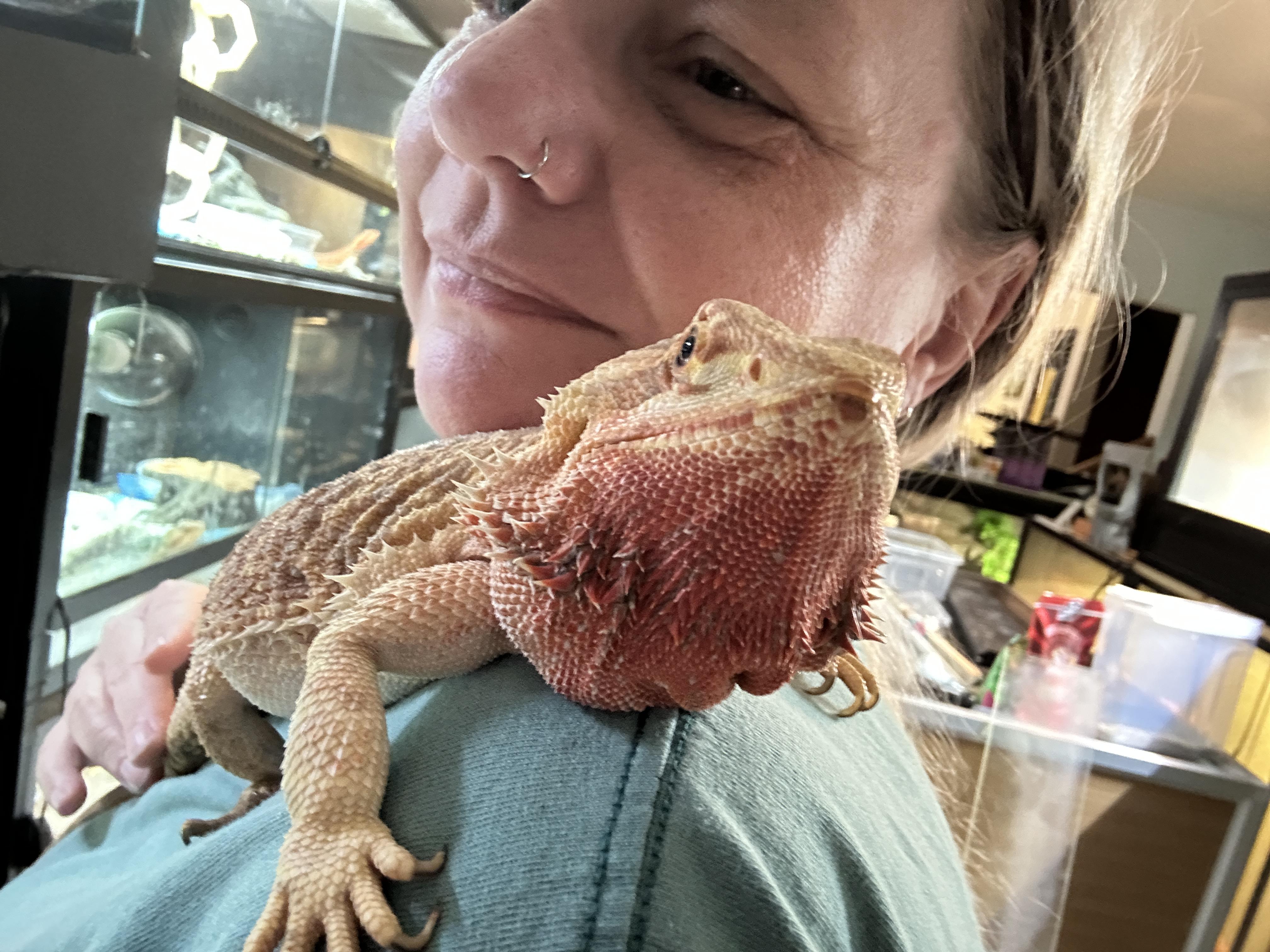 Chonkasaur Bearded Dragon, a ADOPTABLE Bearded Dragon in Concord, CA image 1/2