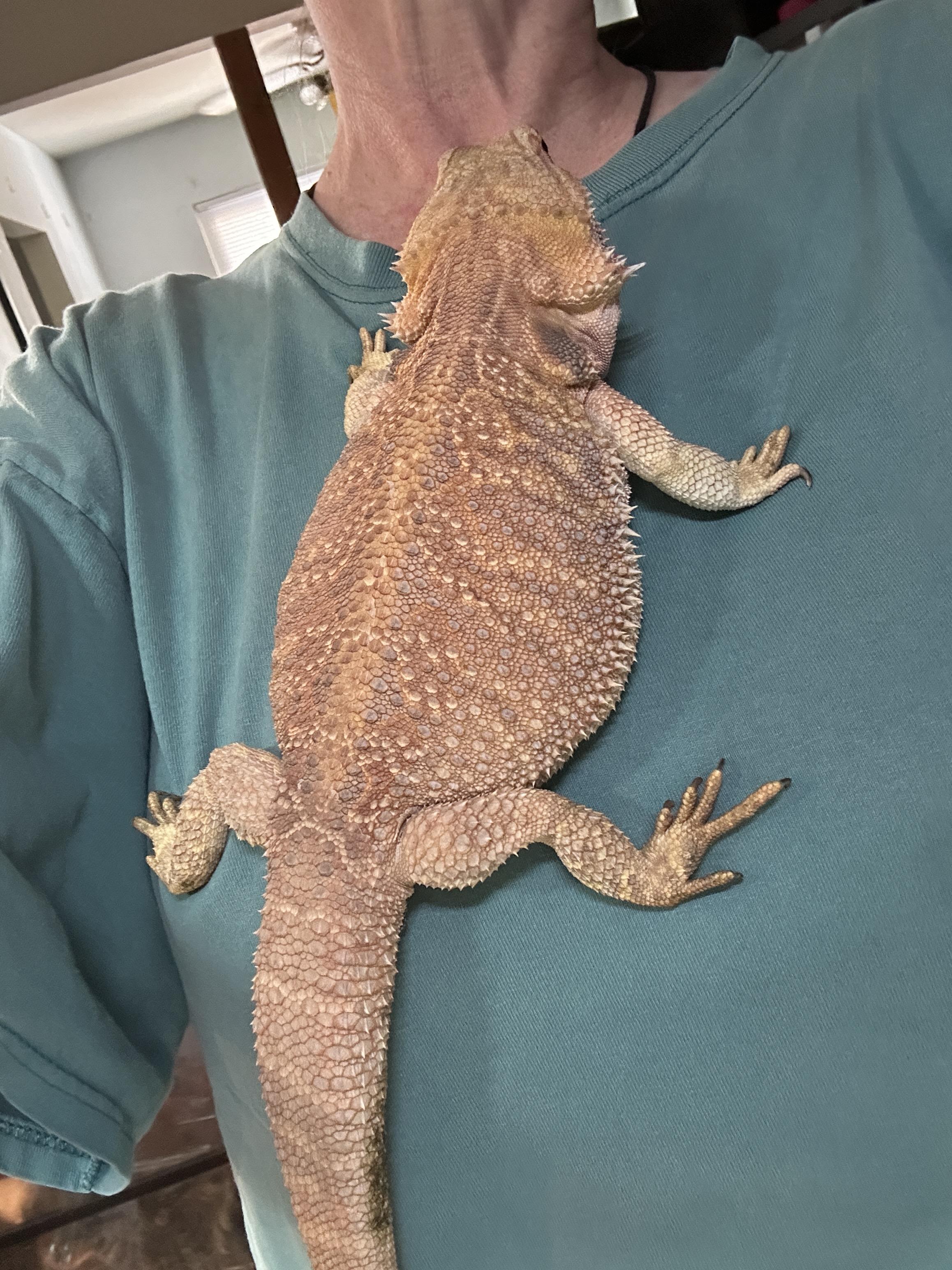 Chonkasaur Bearded Dragon, a ADOPTABLE Bearded Dragon in Concord, CA image 2/2