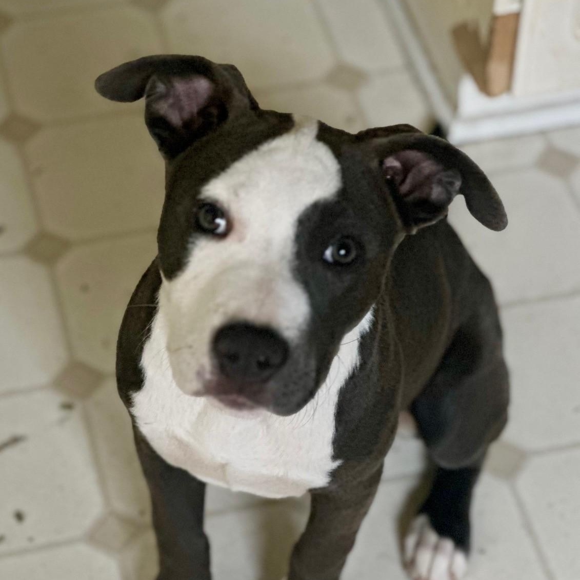 Piper, ADOPTABLE, Young Female American Staffordshire Terrier & Hound.