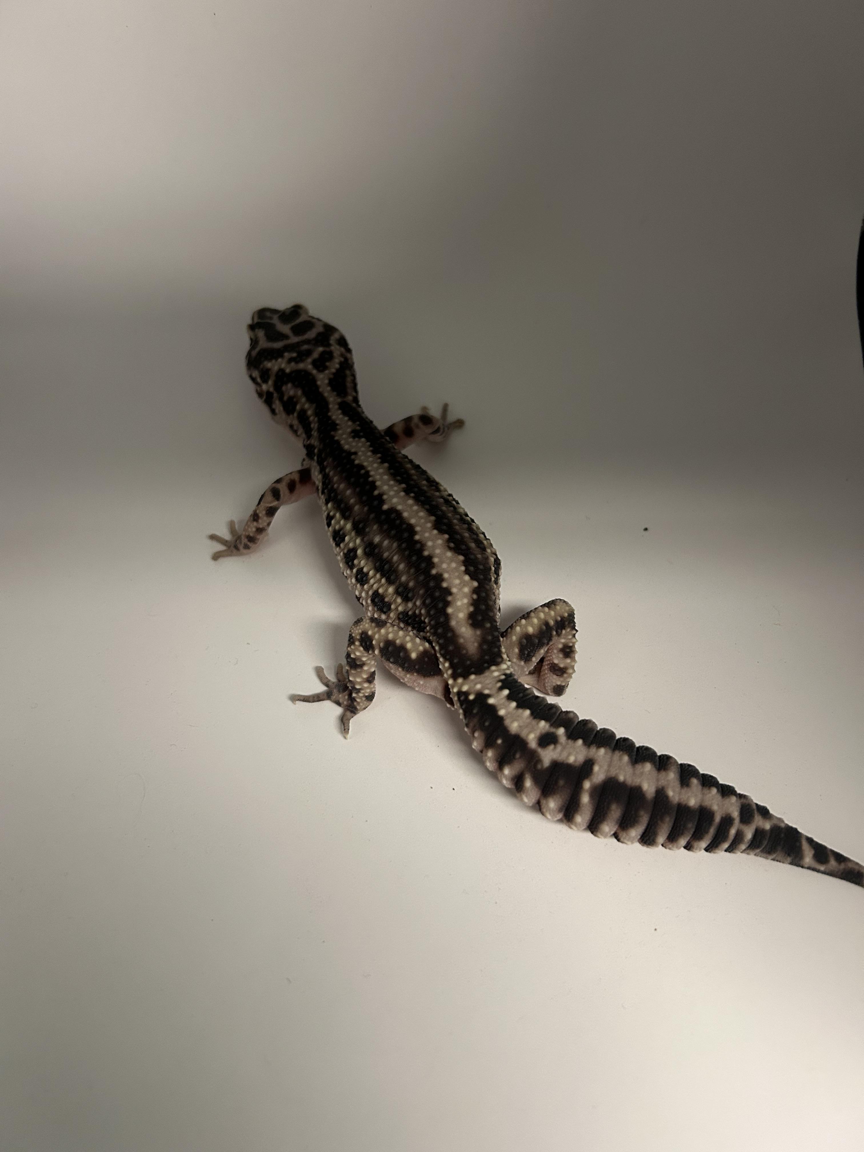 Leopard Gecko #8 photo 2