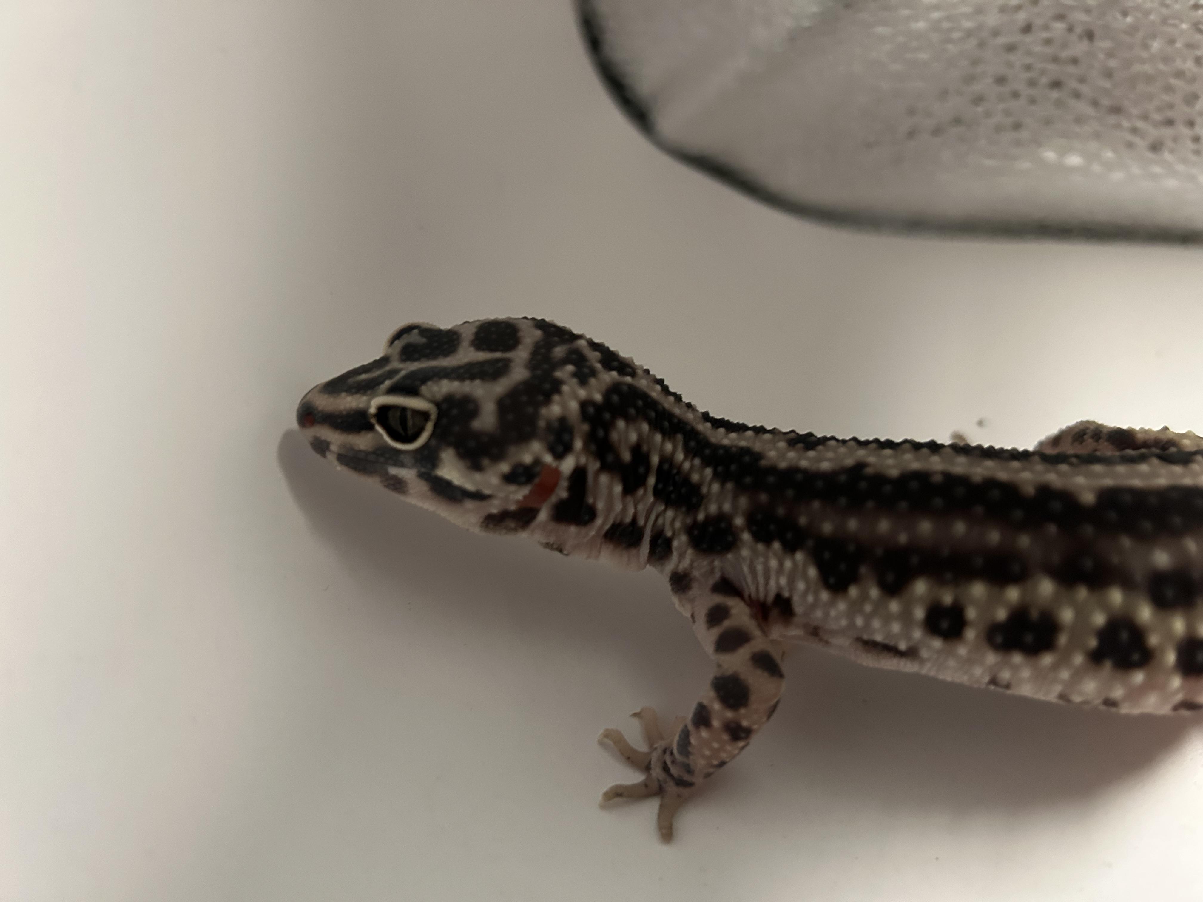 Leopard Gecko #8