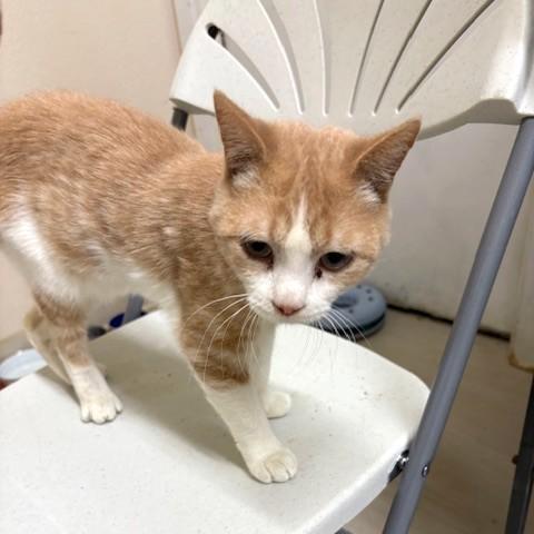 Shakespeare, a ADOPTABLE Domestic Short Hair in Long Beach, WA image 4/4