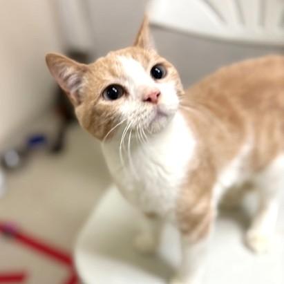 Shakespeare, ADOPTABLE, Adult Male Domestic Short Hair.