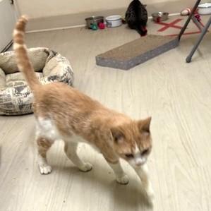 Shakespeare, a ADOPTABLE Domestic Short Hair in Long Beach, WA image 2/4