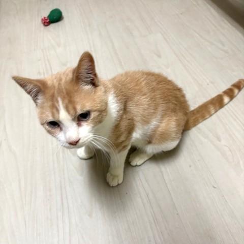 Shakespeare, a ADOPTABLE Domestic Short Hair in Long Beach, WA image 3/4