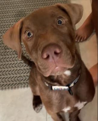 Enlarge Cooper, a Adopted mixed breed in Palm Harbor, FL image 1/14