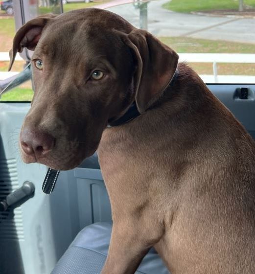 Enlarge Cooper, a Adopted mixed breed in Palm Harbor, FL image 2/14