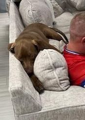 Enlarge Cooper, a Adopted mixed breed in Palm Harbor, FL image 3/14