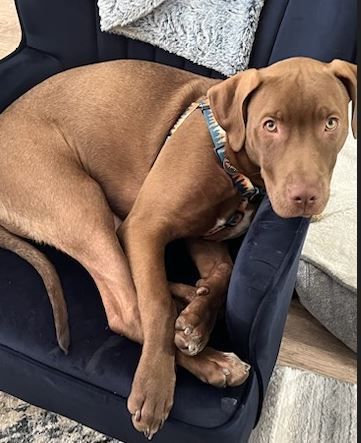 Enlarge Cooper, a Adopted mixed breed in Palm Harbor, FL image 4/14