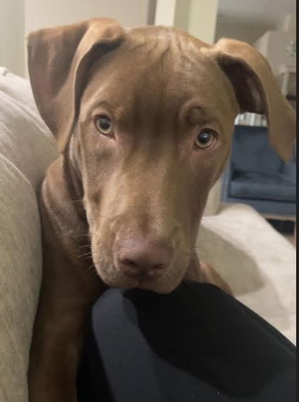 Enlarge Cooper, a Adopted mixed breed in Palm Harbor, FL image 5/14