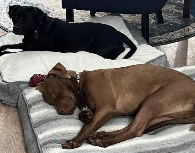 Enlarge Cooper, a Adopted mixed breed in Palm Harbor, FL image 6/14