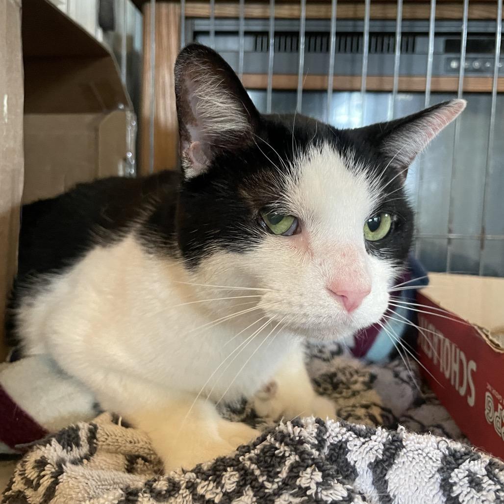 Enlarge Crowley, a Adoptable Domestic Short Hair in Marion, IL image 1/1
