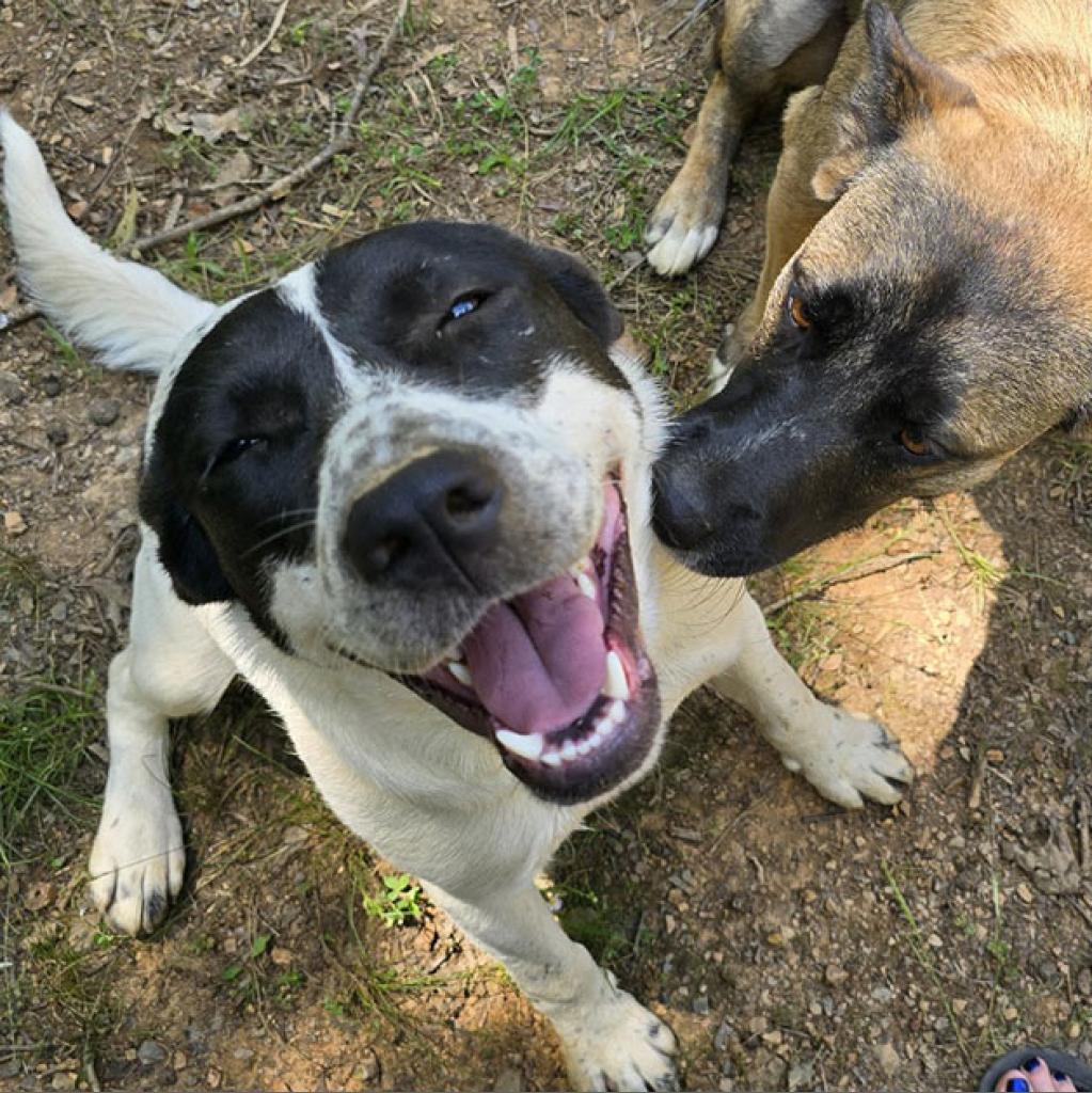 Maddie, Adoptable, Adult Female Husky & Mixed Breed.