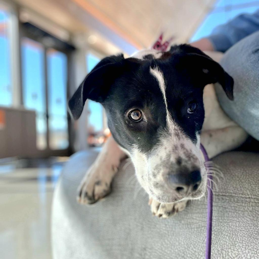 Enlarge Maddie, a Adoptable mixed breed in Conway, AR image 2/6