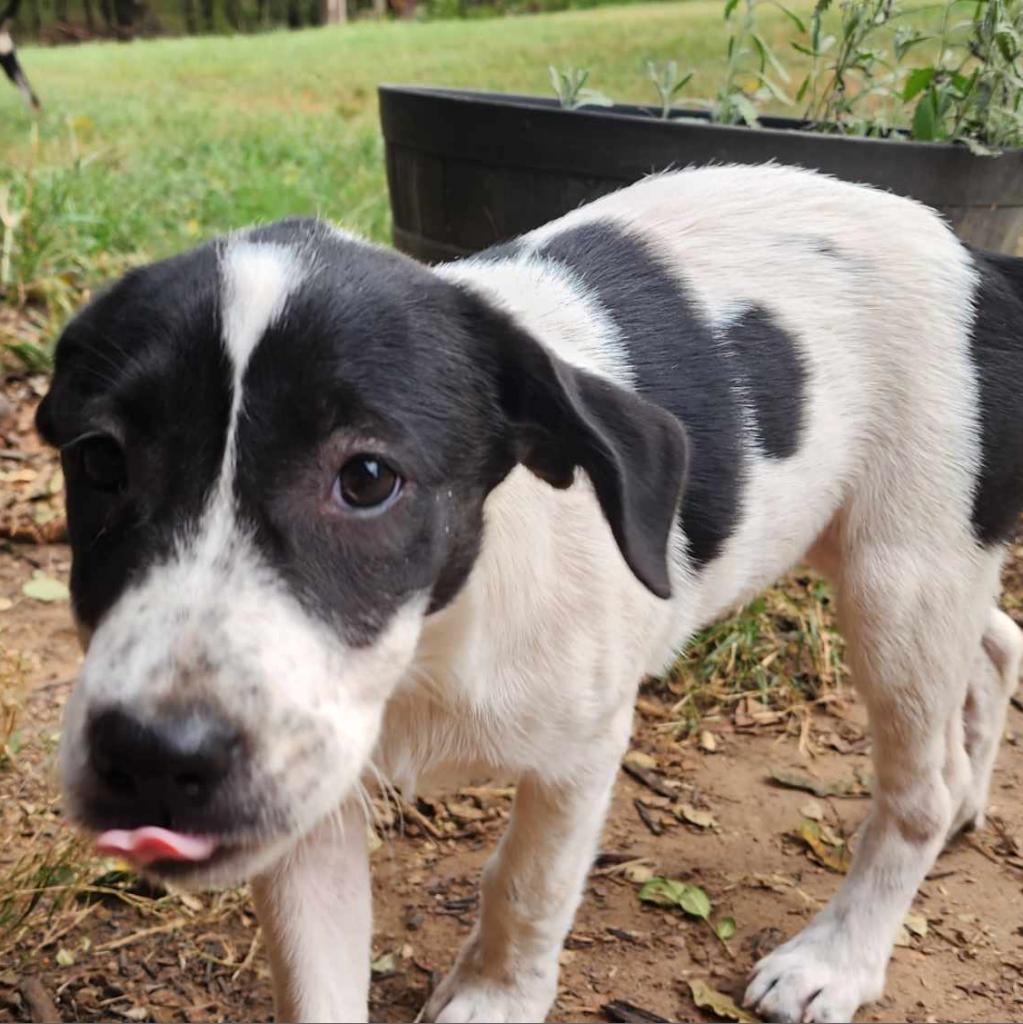 Enlarge Maddie, a Adoptable mixed breed in Conway, AR image 4/6