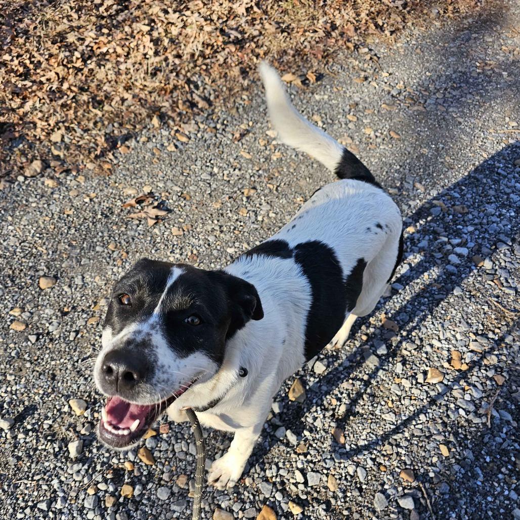 Enlarge Maddie, a Adoptable mixed breed in Conway, AR image 5/6