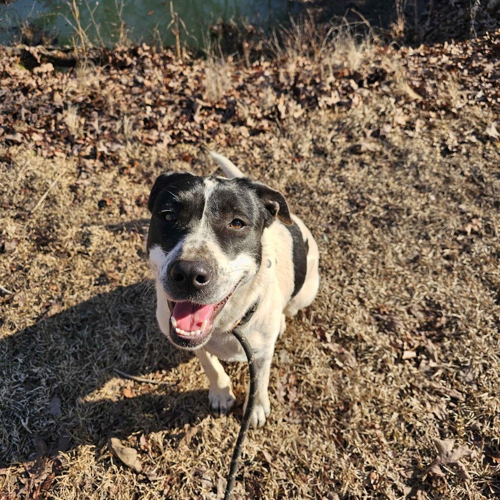 Enlarge Maddie, a Adoptable mixed breed in Conway, AR image 6/6