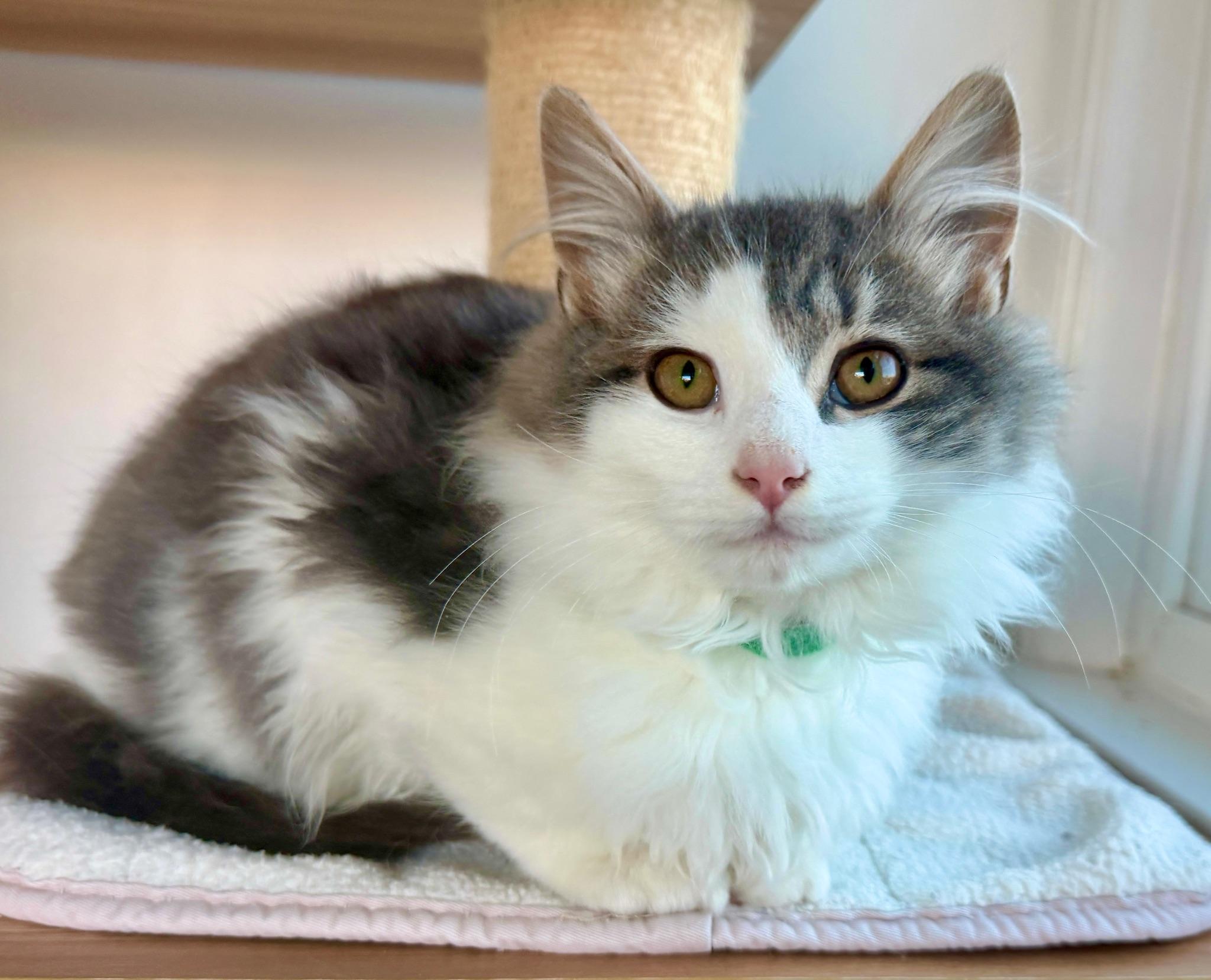 Enlarge Fern, a ADOPTABLE Domestic Long Hair in Hull, MA image 1/3