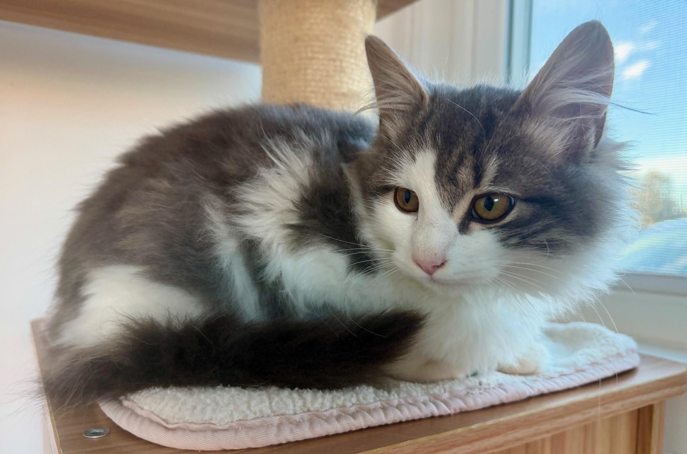 Enlarge Fern, a ADOPTABLE Domestic Long Hair in Hull, MA image 2/3