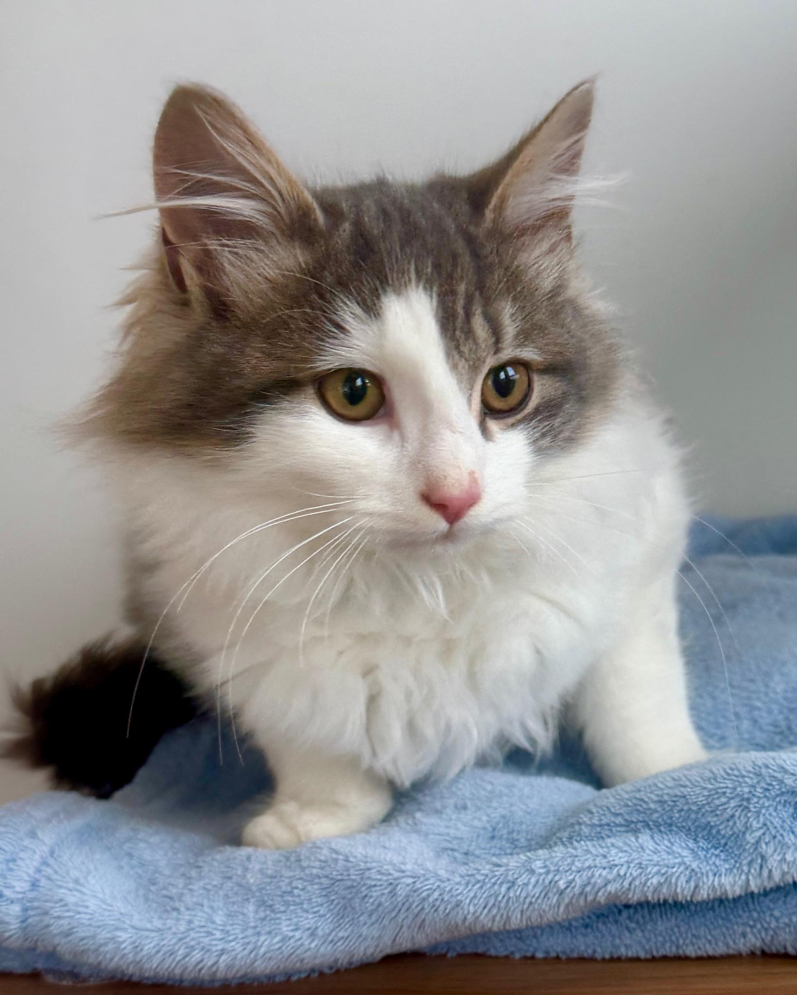Enlarge Fern, a ADOPTABLE Domestic Long Hair in Hull, MA image 3/3